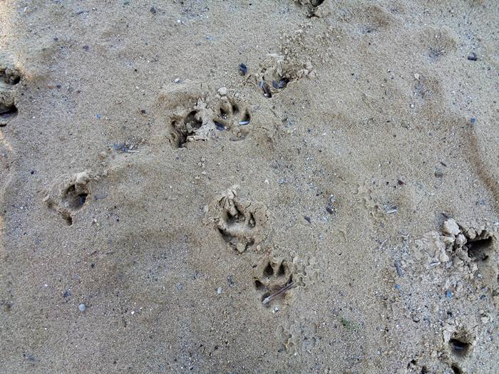 следы животных на песке